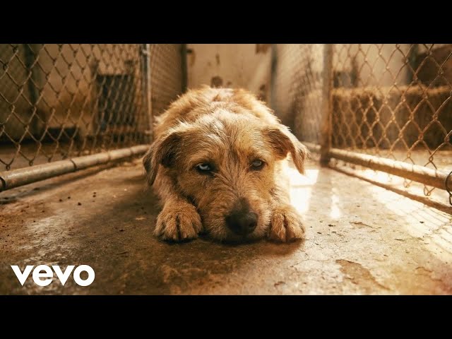 The Red Dirt North Band - Life on The Bottom Shelf (Album Cut)