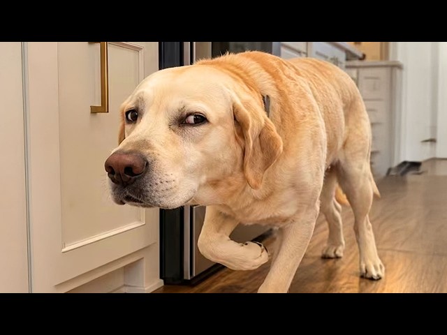 You Will Regret Scrolling Past This FUNNY DOGS Video! 🤣😂 Funniest Dogs of 2026