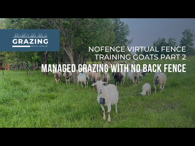 [PT 3] Nofence virtual fencing training with managed grazing, no back fence