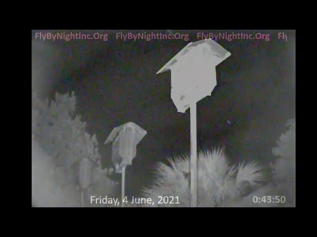 FBN Live BatCam