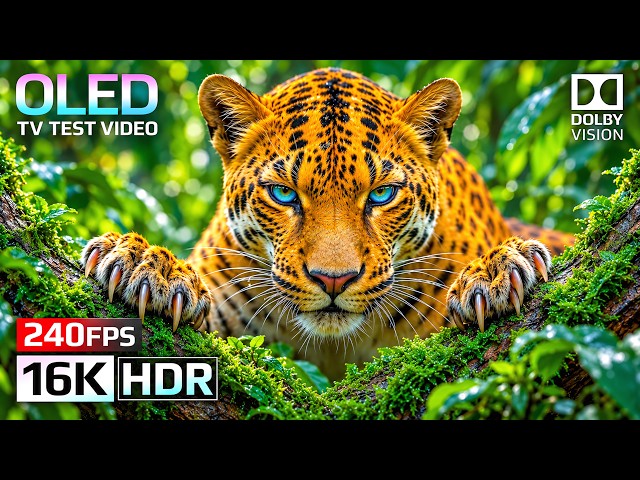 OLED Test 16K Dolby Vision HDR 120FPS | 4K • 8K Video Ultra HD TV