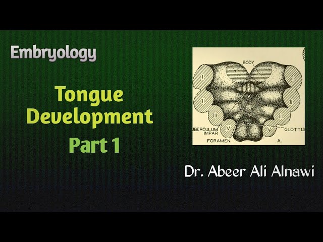 Embryology/Tongue Development -   Part 1 Dr.Abeer Ali Alnawi