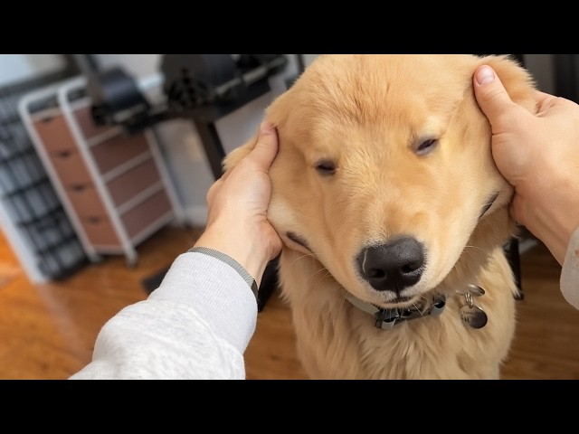 UNUSUAL MEMES COMPILATION V395
