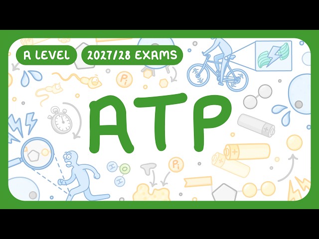 A-Level Biology - ATP - Structure | How it's Synthesised & Broken Down | Functions (2027/28 exams)