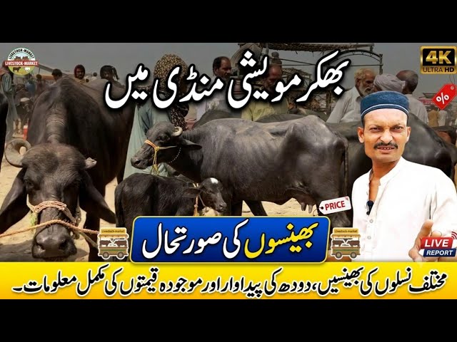 Bhakkar Maveshi Mandi Mein Bhainson Ke Final Rate | Doodh Wali Bhainson Ka Bara Survey 2026