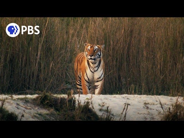 A Mother Tiger's Desperate Search for Her Cub