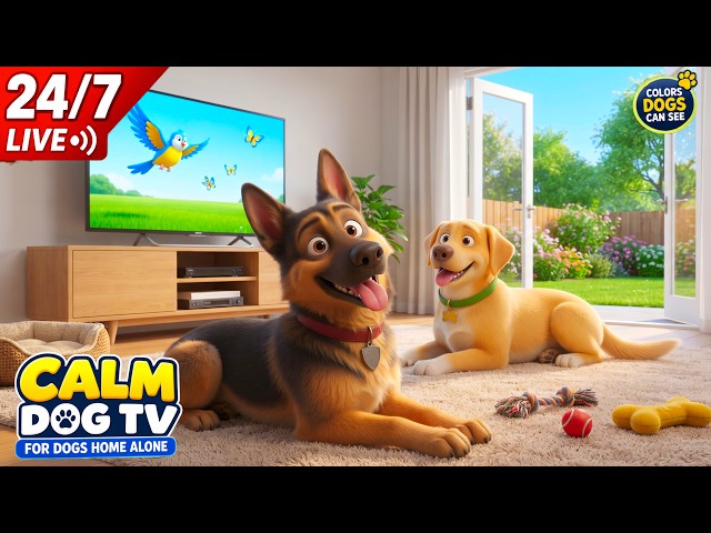 24/7 Calming Dog TV 🔴🐶 Relaxing Music for Dogs | Cartoons for Dogs Home Alone LIVE
