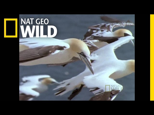 Deadly Gannets | Built for the Kill