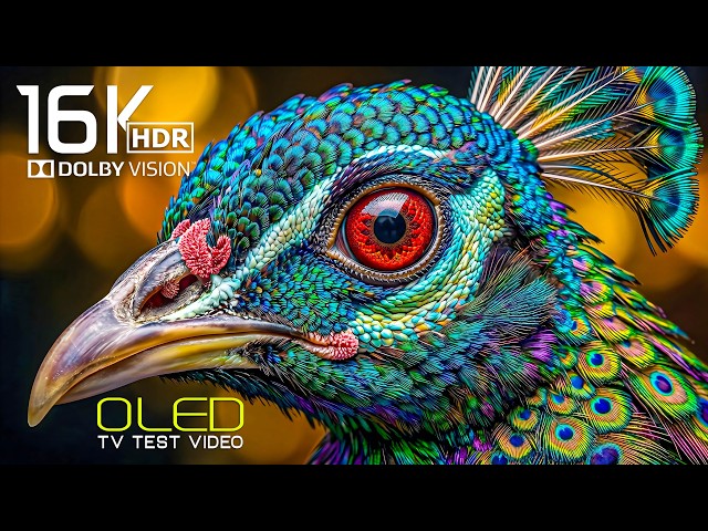 EPIC HDR Video OLED TEST | 16K Dolby Vision 120FPS  4K Video/8K ULTRA HD TV