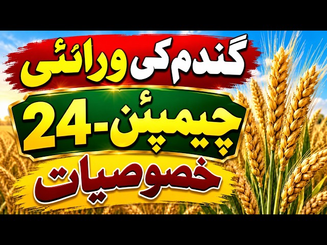 Salient features of Wheat variety Champion || Wheat production technology || wheat variety
