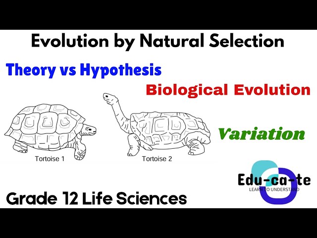 Evolution By Natural Selection - Introduction (2026) Grade 12 Life Sciences