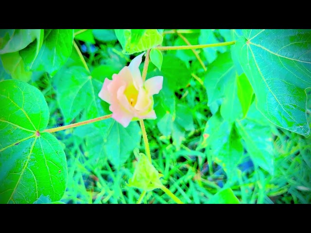 Free Village Nature Footage | Plants, Flowers & Fruits | Creative Commons Part - 15