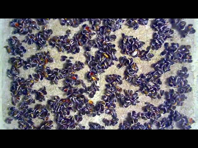 Pattern formation by mussels - High Quality