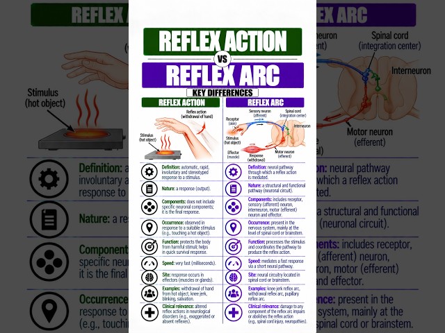 Reflex Action vs Reflex Arc | 14 Key Differences Explained | Nervous System #neurons