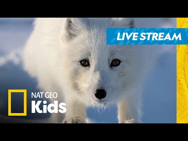 🔴 LIVE! 24 Hours of Relaxing Animal Journeys!🦓✌️🐧 | Nat Geo Kids