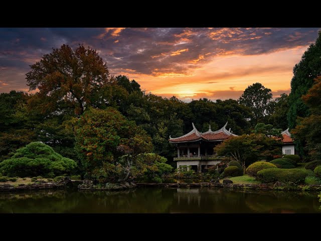 Why Shinjuku Gyoen Is Tokyo’s Best Garden | Japan Travel Guide