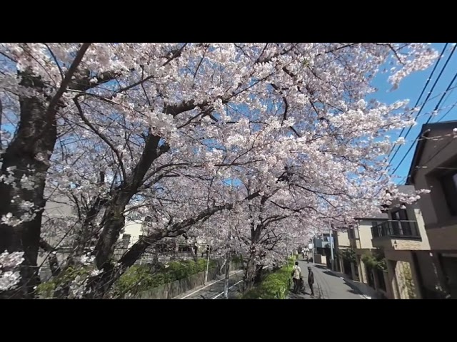 [VR180] Sakurazaka, O-taku, Tokyo