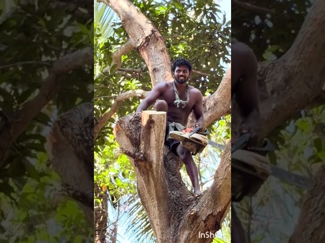 Tree#cutteraravind#toptrendingvodes#kanyakumari8248851253