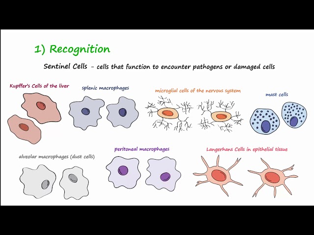 The Inflammatory Response