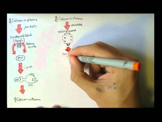 Bone Homeostasis (Calcium and Phosphate) Hormones
