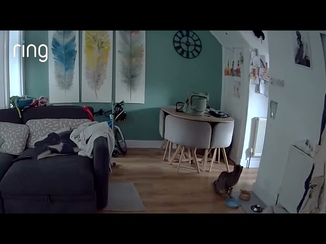 Cheeky Cat Caught Stealing Dog's Food on Ring Camera