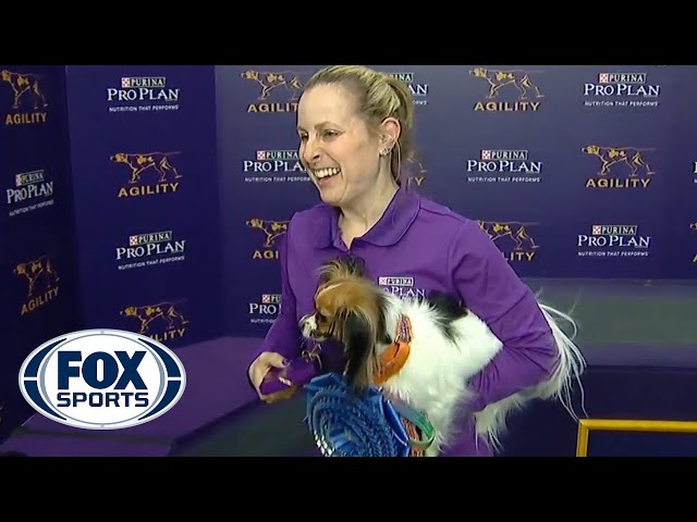 Gabby captures the 8" division title at the 2019 WKC Masters Agility | FOX SPORTS