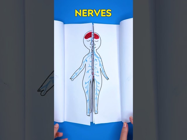 Let's Learn 🫀 All About the Human Body! 😲 #kidsvideo #learning