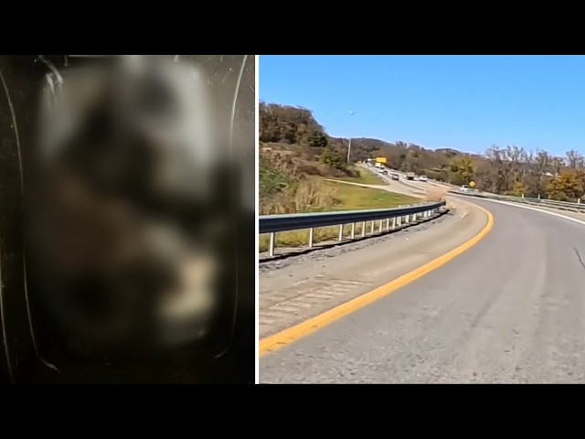 Cat dies after being thrown from moving vehicle on Pittsburgh-area highway