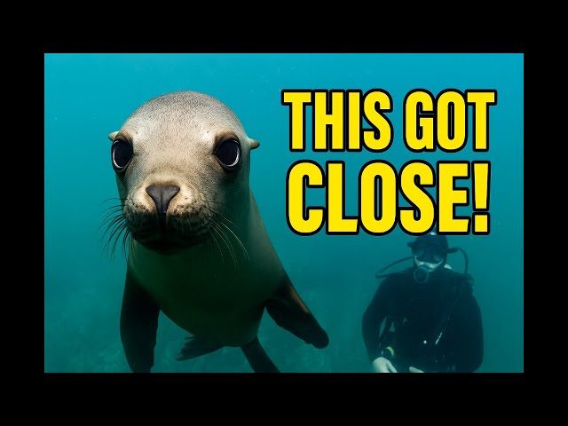 You Won't Believe What Swims Up to Divers!
