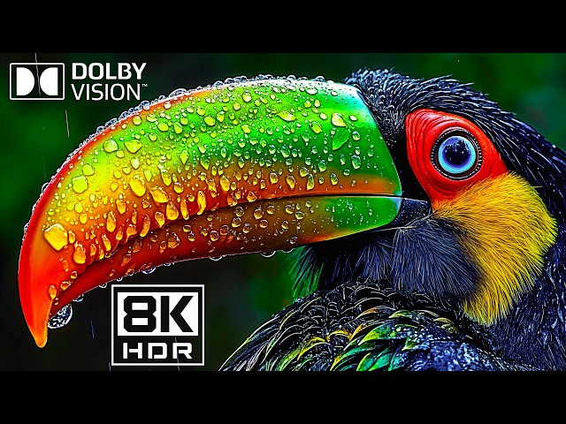 Enchanting Nature Wonders – Stunning OLED 8K HDR Showcase