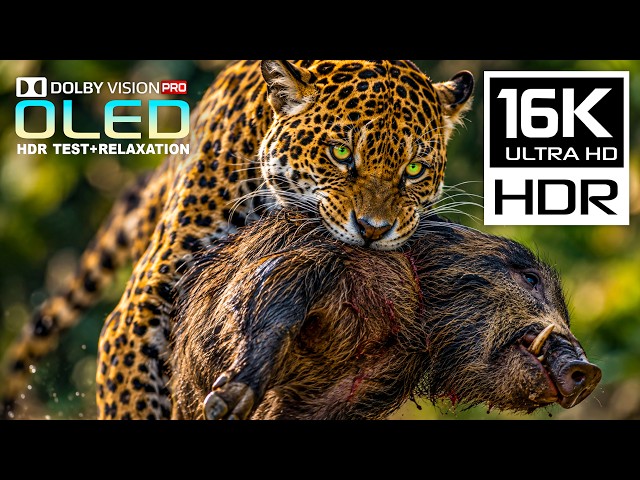 Massively Stunning: Amazing 16K HDR 120fps Dolby Vision | OLED TEST | 8K/4K Video ULTRA HD TV
