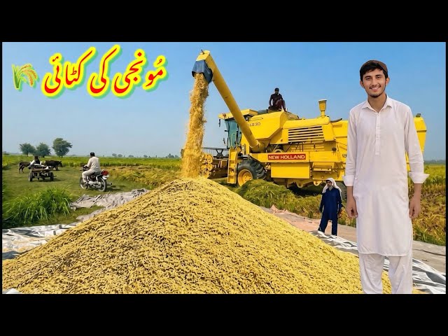 Rice Harvest Ka Pehla Din🌾|Fasal Pak Kar Tayyar Ho Gai😍