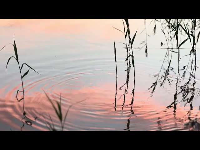 4K Sunset Timelapse Footage — Stray Cat's Sky CC BY, No Audio, No Filter Vol 26