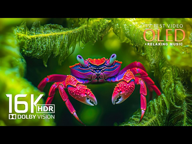 Most Beautiful OLED 16K Video | Dolby Vision | 8K HDR 120FPS (8K/4K Video TV)