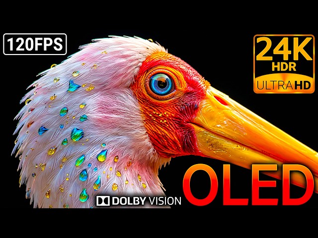 The Ultimate Clarity Test: 24K HDR 120FPS Dolby Vision Wildlife OLED Test (8K/4K Video)
