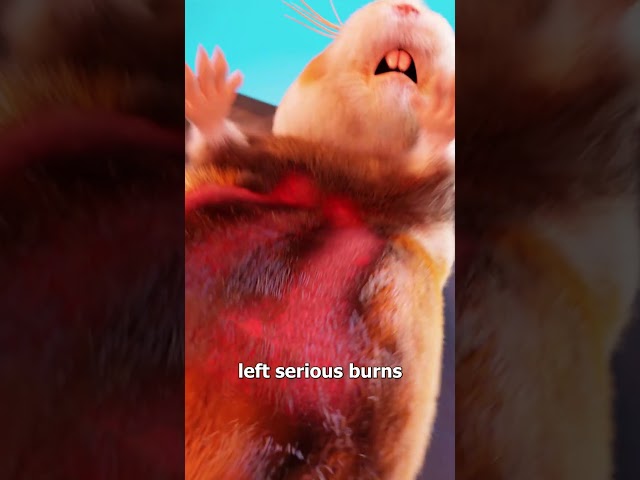 Microwaving Hamsters For Science 😢