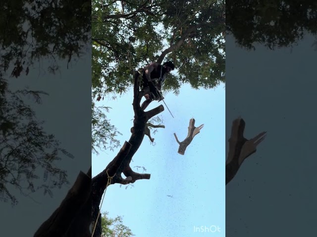 Tree#cutteraravind#toptrendingvodes#kanyakumari8248851253