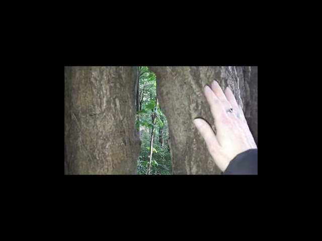 Survival Challenge
