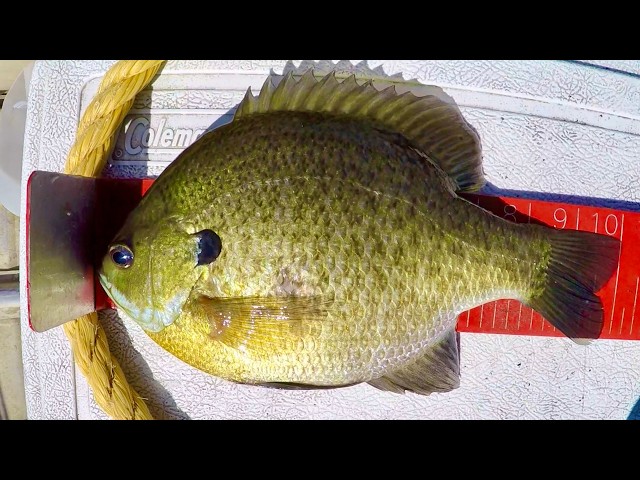 Hunting Down GIANT Fall Bluegill!