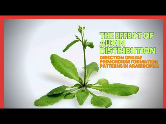 The Effect of Auxin Distribution Direction on Leaf Primordium Formation Patterns in Arabidopsis