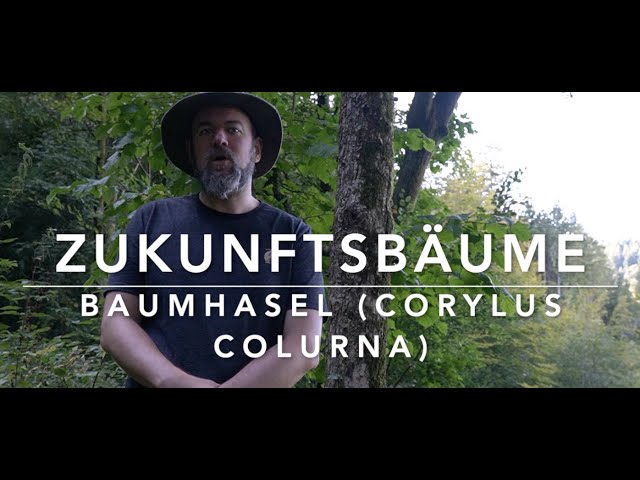 Trees of the Future - Turkish Hazel (Corylus colurna)