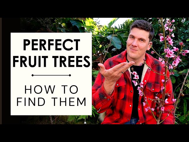 Fruit tree buying guide: How to find the best fruit trees at your local nursery
