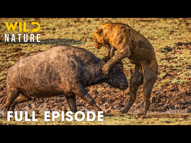 Africa’s Most Dangerous Predators  | FULL EPISODE | Wildlife Documentary