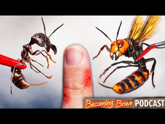 Murder Hornet vs. Bullet Ant!