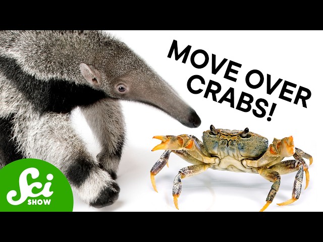 Why Do Things Keep Evolving Into Anteaters?