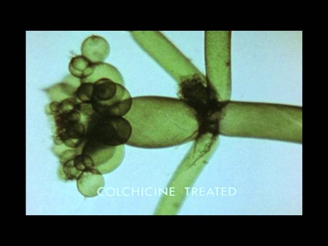 11. Growth and Morphogenesis of a Plant Cell: Nitella axillaris