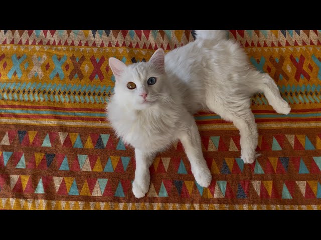 What It’s Like Living With a Homophobic Deaf Cat