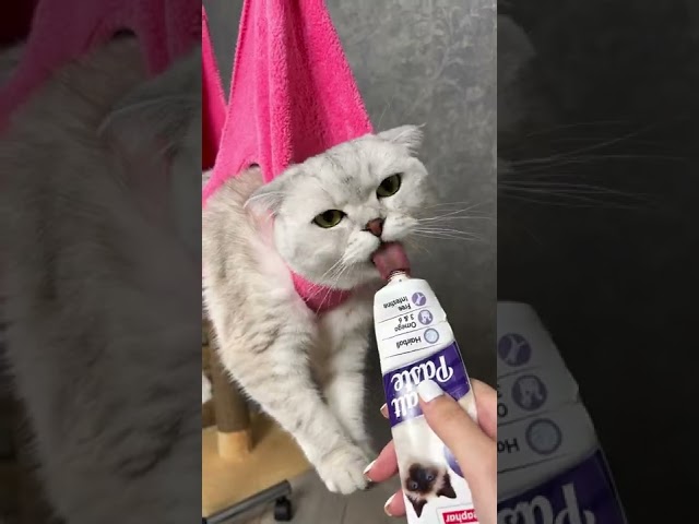 How to trim your cat`s claws 💅