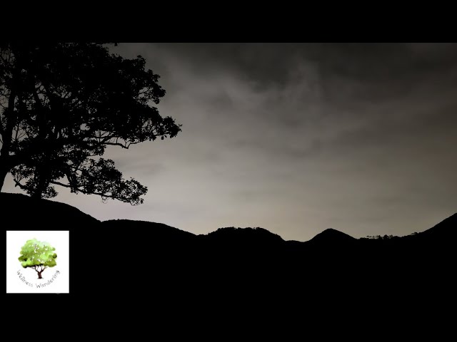 Tai Tam at Night | 4K ASMR Nature Sounds for Relaxation & Sleep