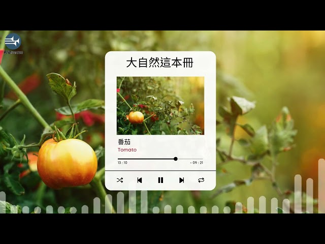 【大自然這本冊】EP71 番茄